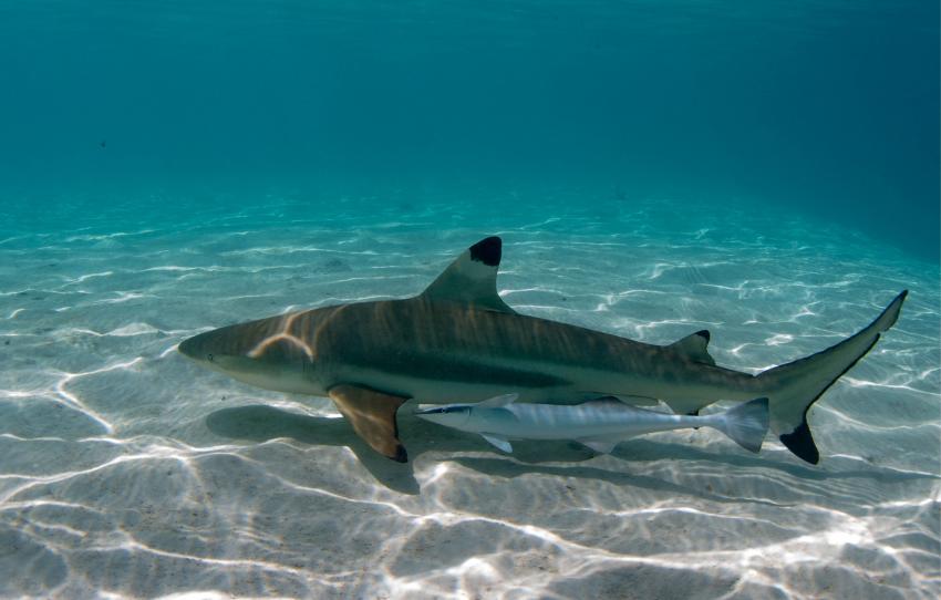 Black tip shark