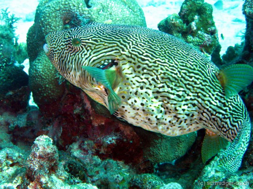 Siqujior, Aberration Dive Club, Siquijor,Philippinen