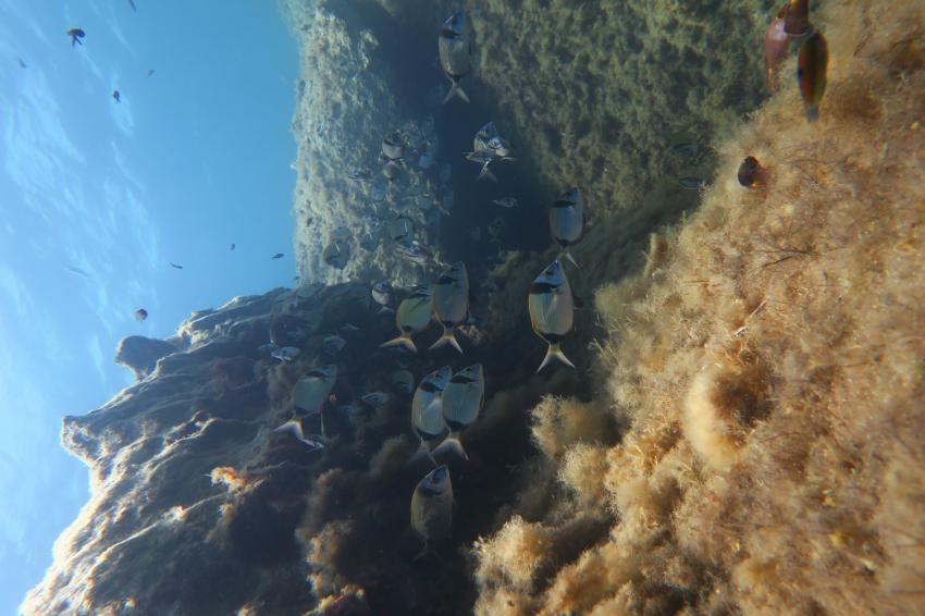 Atlantis Diving, Marsalforn, Gozo, Malta, Gozo