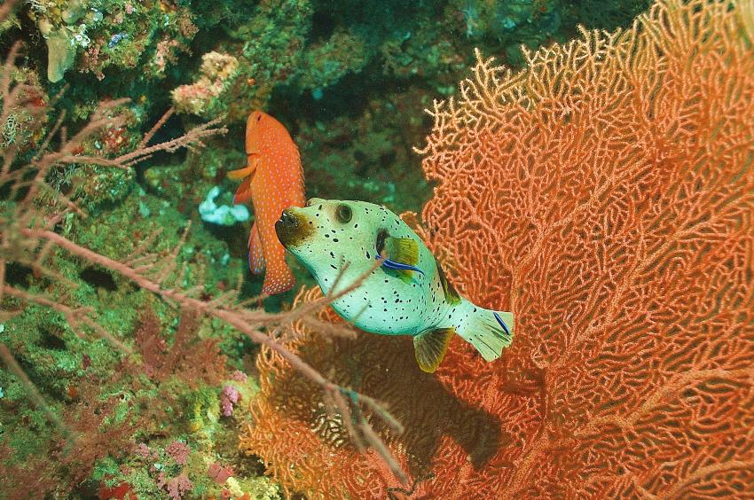 Nika Island Dive Dreams, Ari Atoll,Malediven,Kugelfisch