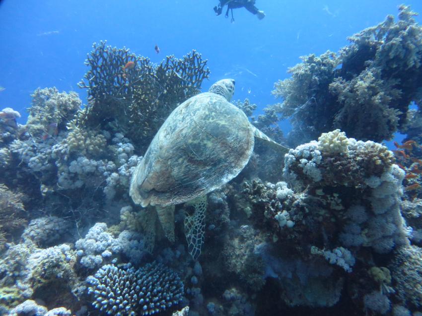 Schildkröte, Extra Divers - Equinox, Marsa Alam, Ägypten, Marsa Alam und südlich