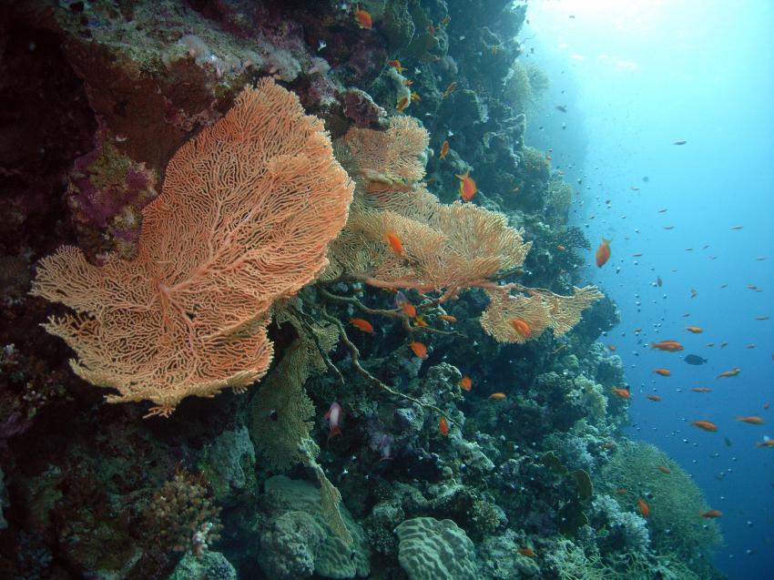 Safaga 01/2011 Teil 3, Safaga - allgemein,Ägypten