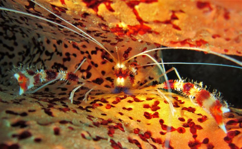 Banded Coral Shrimp, Felipes Diving, Providencia, Kolumbien