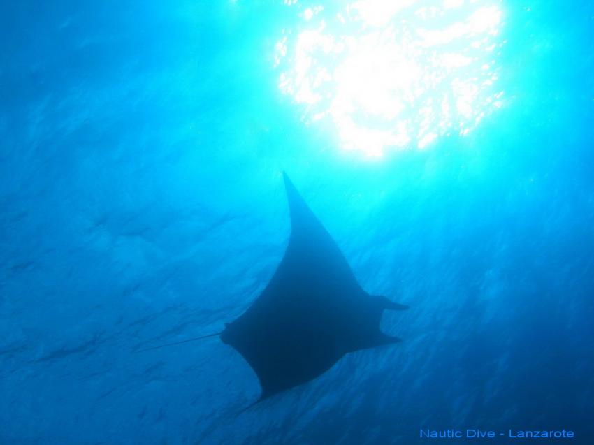 Mantas in dieser Woche vor Puerto del Carmen, Lanzarote,Spanien