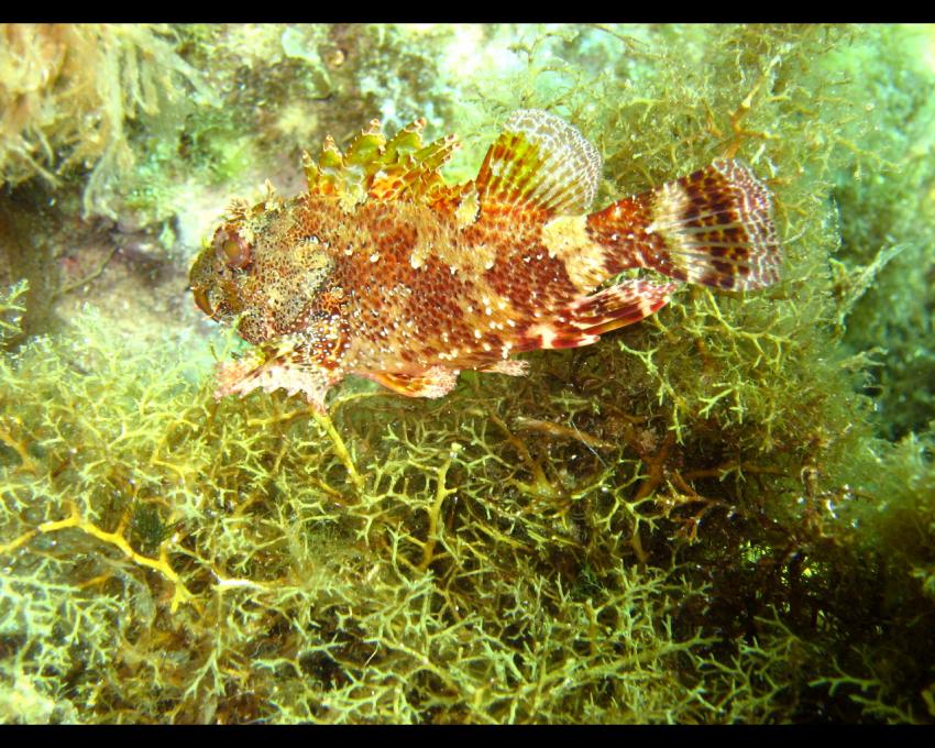 Gozo, Gozo allgemein,Malta