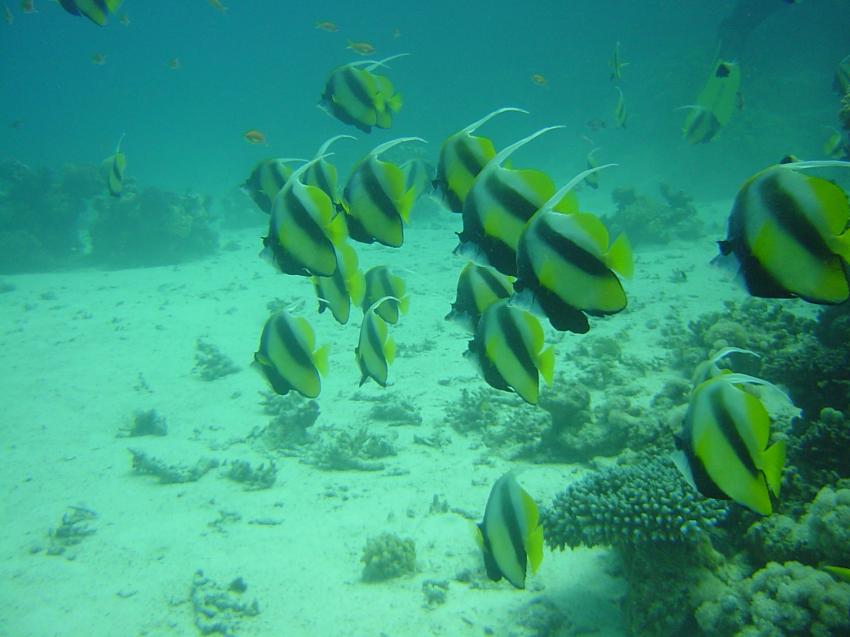 Safaga, Safaga - allgemein,Ägypten