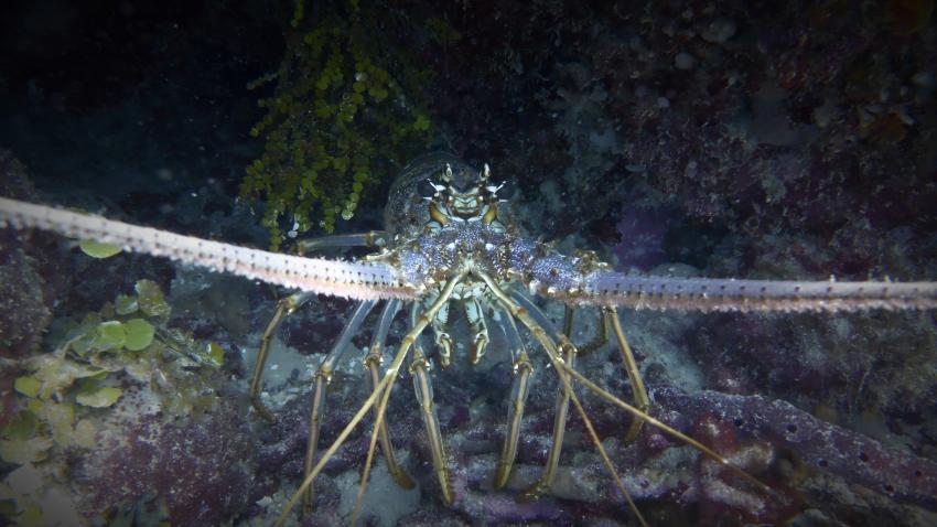Lobster, Dressel Divers Club, Bayahibe, Dominikanische Republik