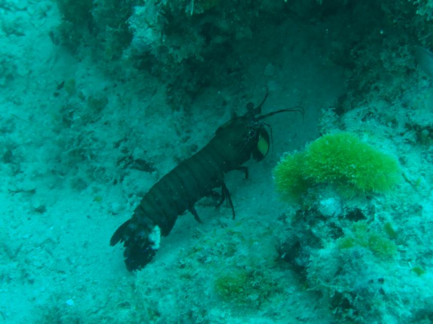 Diving Poseidon, Nungwi - Sansibar, Tansania