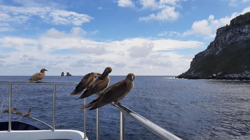 junge Nazca-Tölpel auf der Reling, dahinter die Insel "Wolf", M/V Galapagos Master, Ecuador, Galapagos