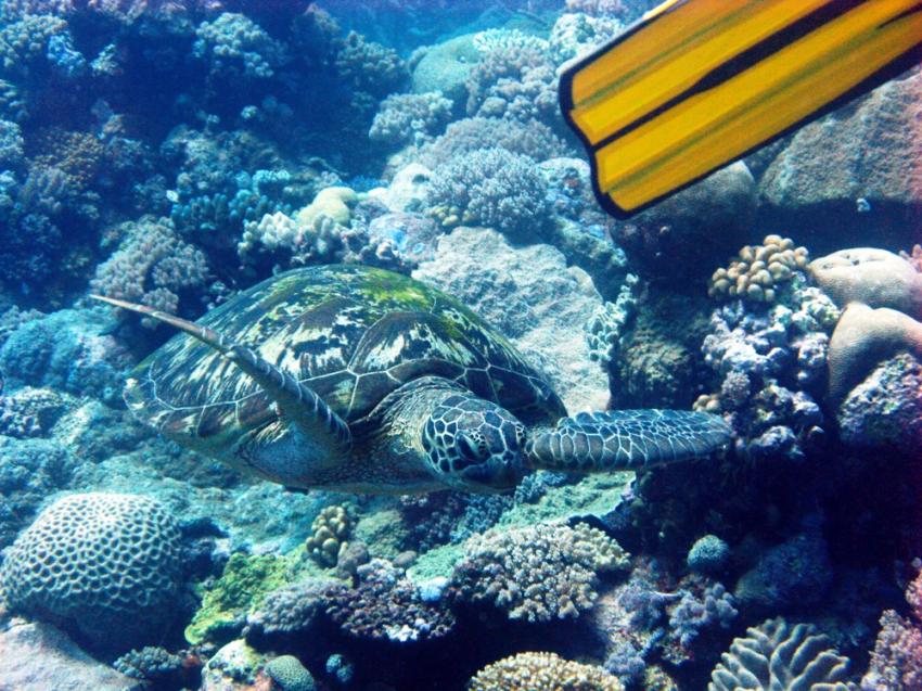 Poseidon Dive Tagestour von Port Douglas aus, Cairns Outer Reef,Australien