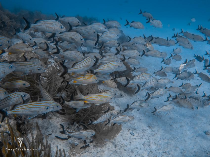 DeepDiveMexico, Tauchen in Playa del Carmen, deutsche Tauchschule, Deep Dive Mexico- Deutsche Tauchschule in Playa del Carmen, Mexiko