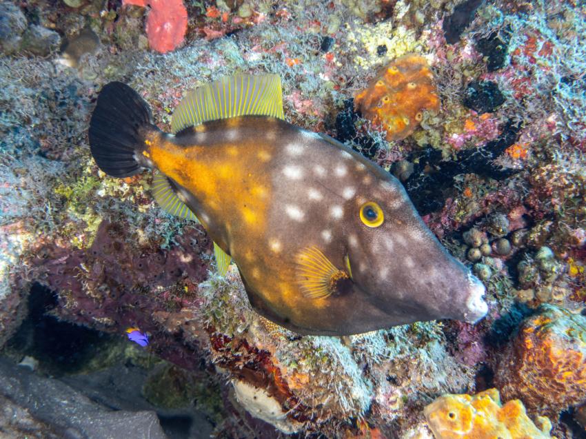 Caribbean Explorer II, Niederländische Antillen, Saba