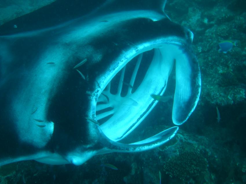Thulhagiri, SUB AQUA DiveCenter