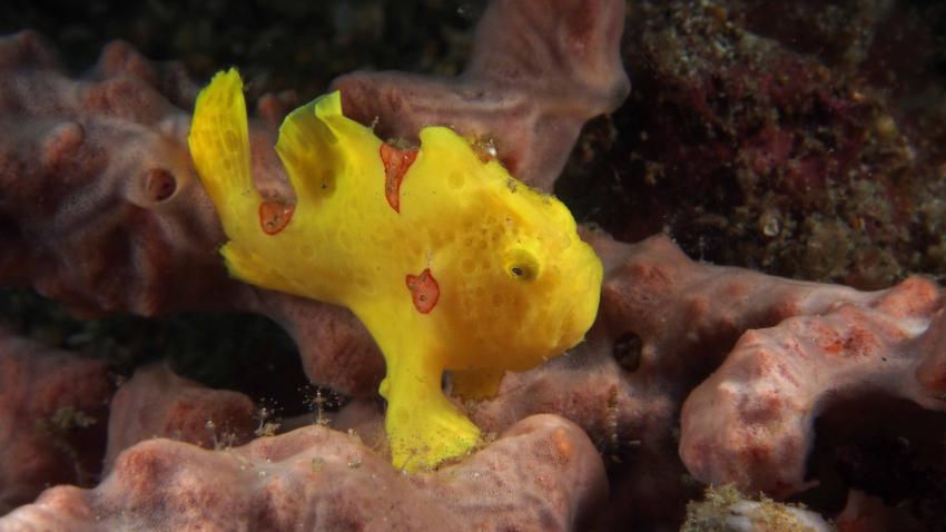 Frogfishmania - never stops at Lembeh, Lembeh Strait,Nord Sulawesi,Indonesien