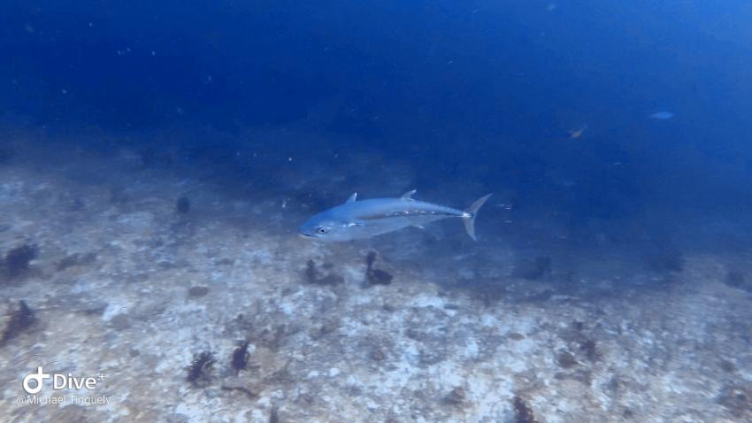 Olhuveli, Sun International Diving School, Malediven