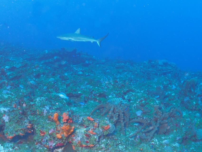 Sea Saba Dive Center, Niederländische Antillen, Saba