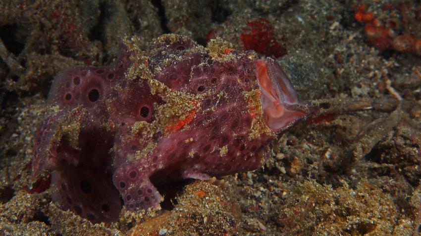 Frogfishmania Part 3, Lembeh Strait,Nord Sulawesi,Indonesien,Anglerfisch,Frogfisch