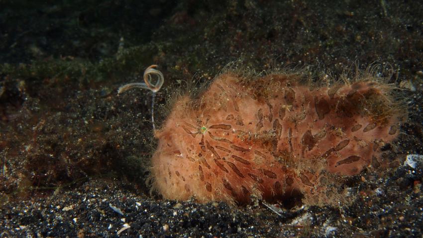 Frogfishmania Part 3, Lembeh Strait,Nord Sulawesi,Indonesien,Anglerfisch,Frogfisch
