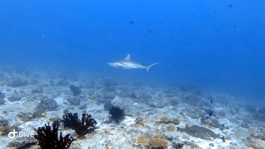 Olhuveli, Sun International Diving School, Malediven