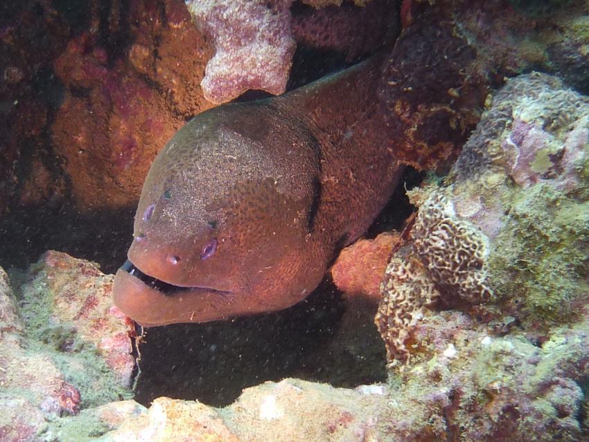 Maritim Crystals Diving Centre , Mauritius