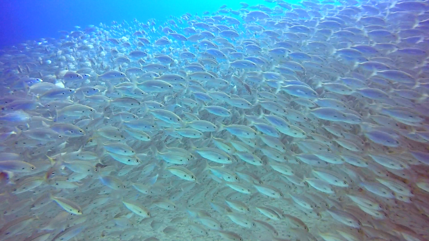 Fischschwarm, Fischschwarm, Atlantik, Scuba Legends Dive Center Lanzarote, Spanien, Kanaren (Kanarische Inseln)