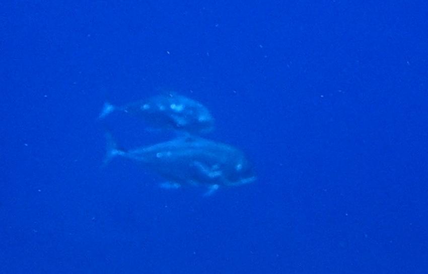 Atlantik Diving Center, Ägypten, El Quseir bis Port Ghalib