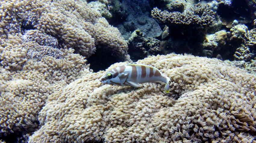 Baskenmützen-Zackenbarsch, Extra Divers - Three Corners Fayrouz Plaza, Marsa Alam, Ägypten, Marsa Alam und südlich