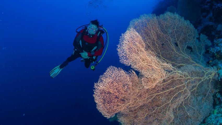 MY Red Sea Explorer - Extra Divers, Ägypten