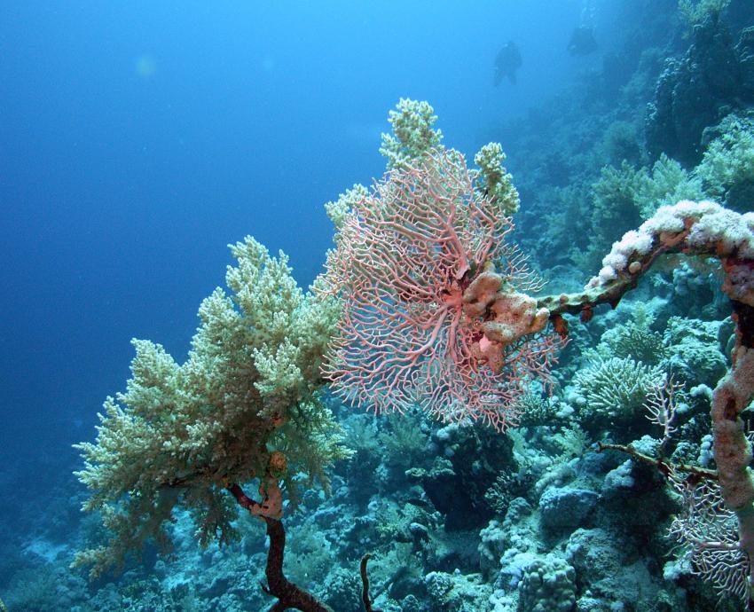 Safaga 01/2011 Teil 2, Safaga - allgemein,Ägypten