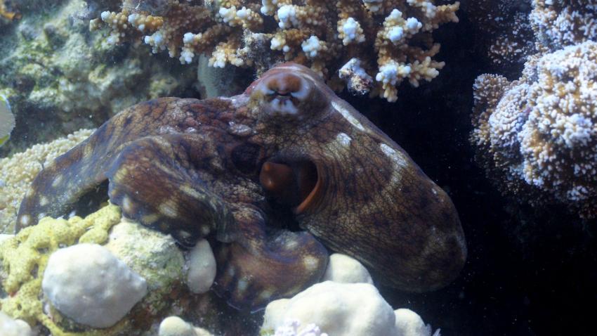 Oktopus am Hausriff, Extra Divers - Makadi Bay, Ägypten, Safaga