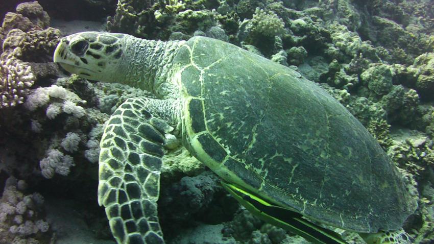 Maheleg, Schildkröte, Turtle, Maheleg, diving.DE Akassia, Ägypten, El Quseir bis Port Ghalib