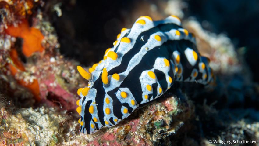 Warzenschnecke (Phyllidia sp.)