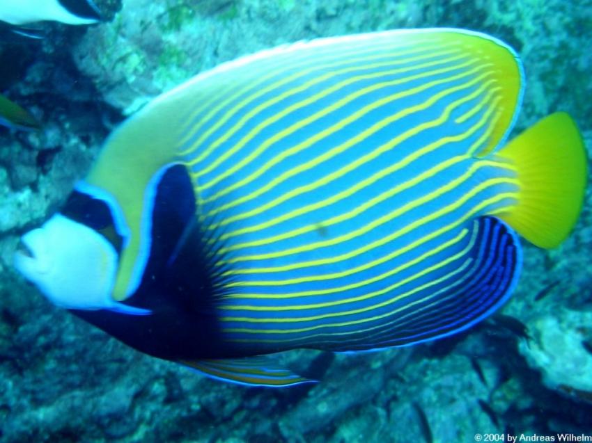 Richelieu Rock, Richelieu Rock,Thailand