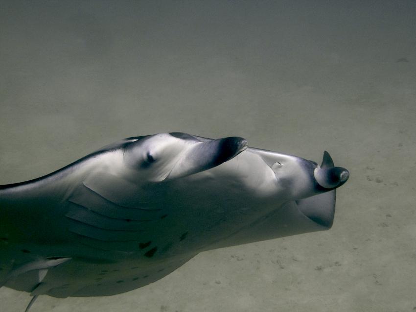 DivePoint Meedhupparu, Malediven