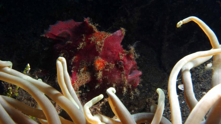 Frogfishmania - never stops at Lembeh, Lembeh Strait,Nord Sulawesi,Indonesien