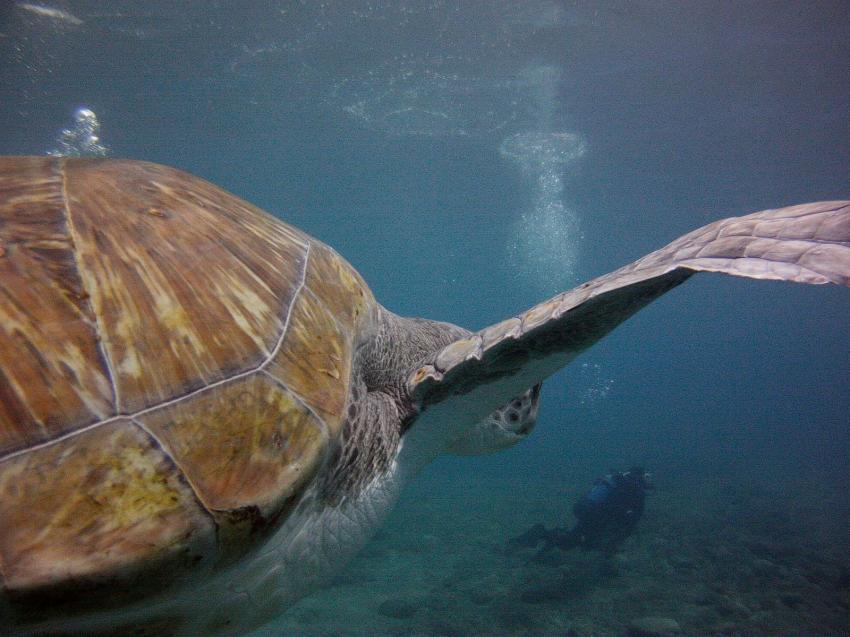 Tauchen mit Schildkröten, Scubanana Islas Canarias, Teneriffa, Spanien, Kanarische Inseln