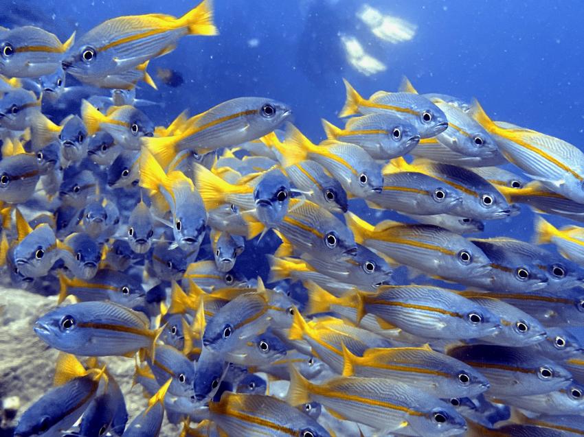 Raja Ampat Dive Lodge  - RADL, Indonesien