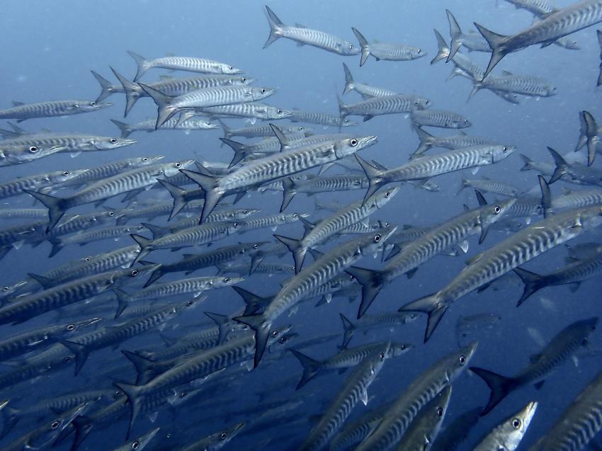 Aloha Diving, Rawai, Phuket, Thailand, Andamanensee