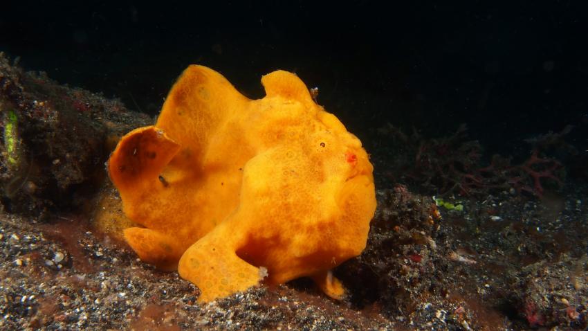 Frogfishmania Part 3, Lembeh Strait,Nord Sulawesi,Indonesien