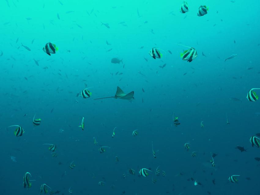 Bathala, Diving Center Werner Lau, Nord Ari Atoll, Malediven, Malediven
