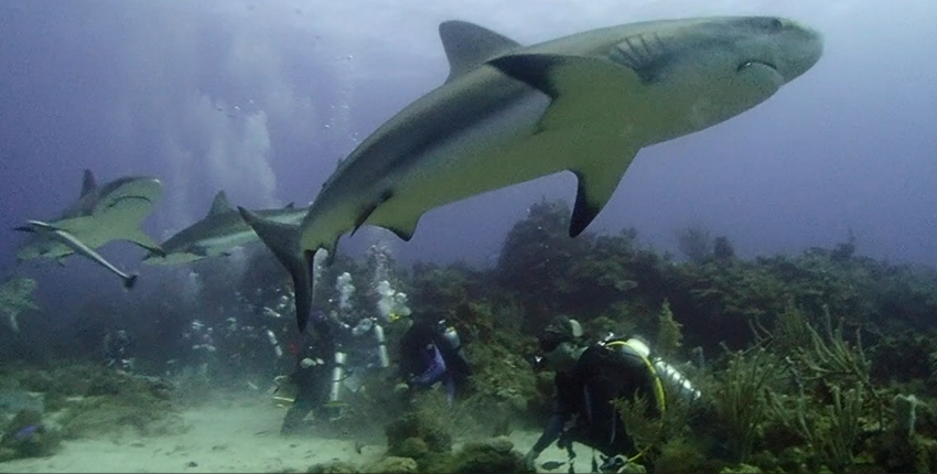 Roatan Aggressor, Honduras