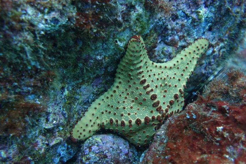 Oreaster clavatus (Kissenstern)