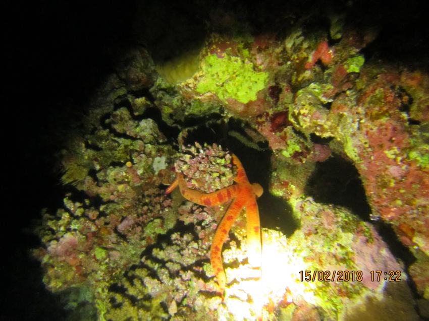 diving.DE Flamenco, Ägypten, El Quseir bis Port Ghalib