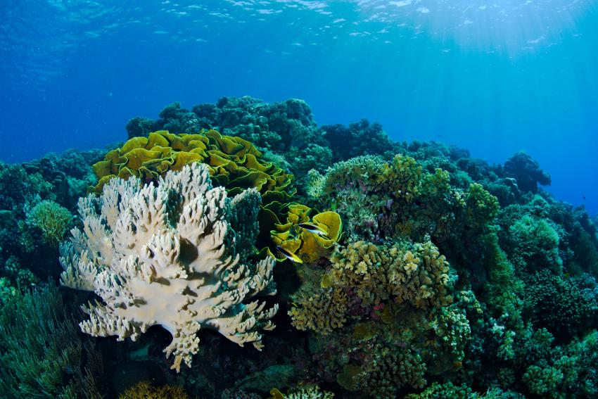 Hausriff - Riff zum Schnorcheln, Soft and hardcoral - schnorcheln korallen corals, Lavana Dive & Nature Resort, Pulau Unauna, Indonesien, Sulawesi