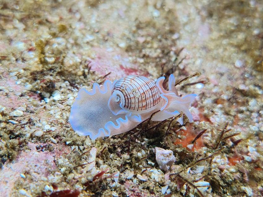 Extra Divers - Mirbat, Oman, Oman