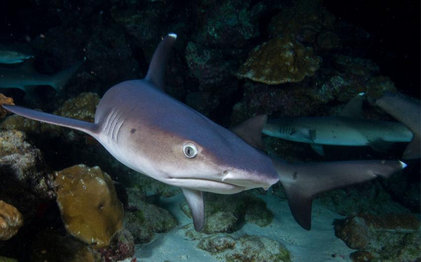 white tip Shark, Dive Shop Maldives, Fenfushi, Malediven