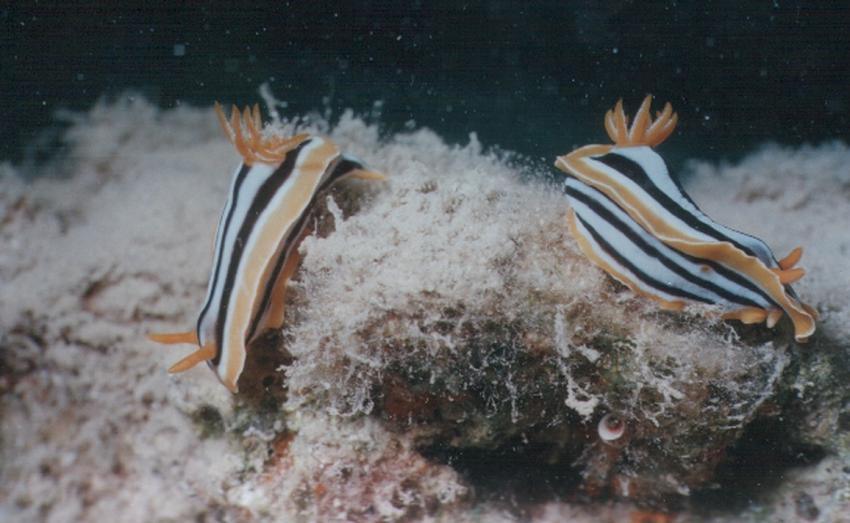 Safaga, Safaga - allgemein,Ägypten