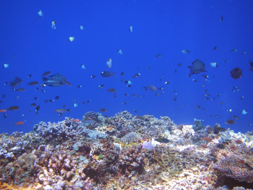 Apo Reef, Apo Reef, Pandan Island, Sablayan, Philippinen