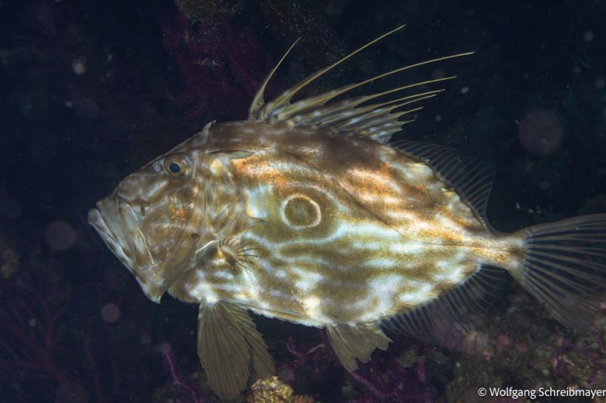 Punta Diving, Betina, Kroatien