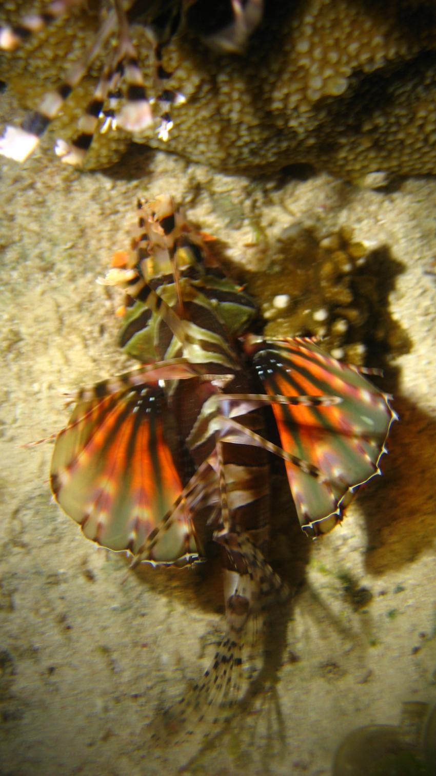 Night Dive Alona House Reef, Prawns, Crabs, Lionfishs, Squid, Alona Beach Hausriff,Bohol,Philippinen